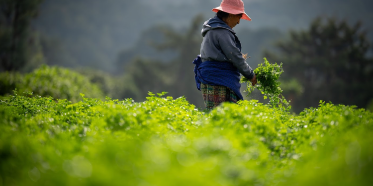 El programa Crédito Tob’anik representa una oportunidad significativa para los productores. / Foto: Álvaro Interiano.