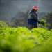 El programa Crédito Tob’anik representa una oportunidad significativa para los productores. / Foto: Álvaro Interiano.