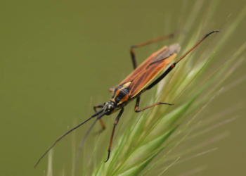Ministerio de Salud comparte información sobre la prevención de la enfermedad de Chagas. (Foto: MSPAS)