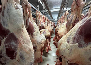 Licencias sanitarias buscan reducir riesgos en el almacenamiento de carne. / Foto: MAGA.
