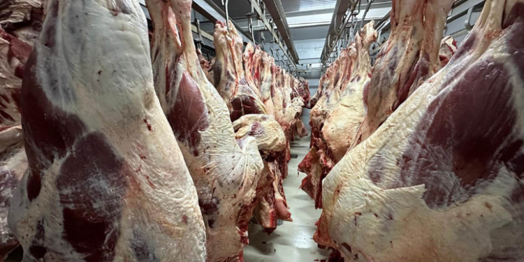 Licencias sanitarias buscan reducir riesgos en el almacenamiento de carne. / Foto: MAGA.