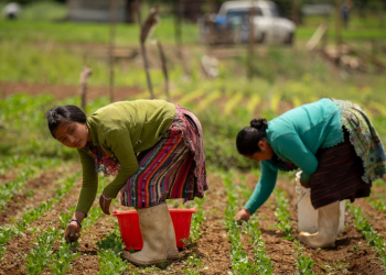 El Crédito Tob’anik representa una herramienta concreta para dinamizar el sector agrícola nacional. / Foto: Alvaro Interiano.
