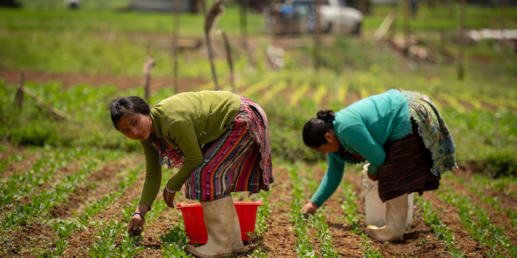 El Crédito Tob’anik representa una herramienta concreta para dinamizar el sector agrícola nacional. / Foto: Alvaro Interiano.
