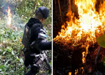 El avalúo oficial, la droga incinerada está valorada en aproximadamente 56 mil quetzales. / Foto: PNC