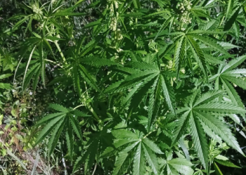 19 mil 600 matas de marihuana fueron erradicadas. / Foto: PNC