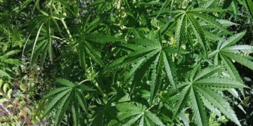 19 mil 600 matas de marihuana fueron erradicadas. / Foto: PNC