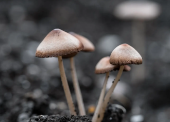 Ministerio de Salud hizo un llamado a la población para prevenir intoxicaciones por el consumo de hongos silvestres. (Foto: MSPAS)