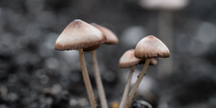 Ministerio de Salud hizo un llamado a la población para prevenir intoxicaciones por el consumo de hongos silvestres. (Foto: MSPAS)