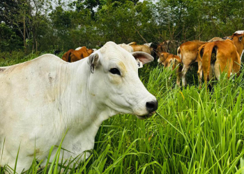 A esta iniciativa se han sumado al menos 120 fincas más de Petén. / Foto: MAGA.