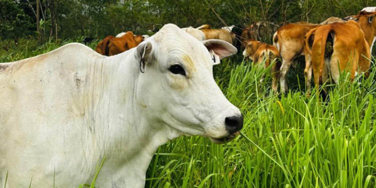 A esta iniciativa se han sumado al menos 120 fincas más de Petén. / Foto: MAGA.