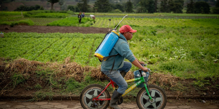 Los agricultores beneficiados por el Crédito Tob'anik pertenecen a distintos departamentos del país, evidenciando una cobertura territorial amplia. / Foto: Álvaro Interiano.