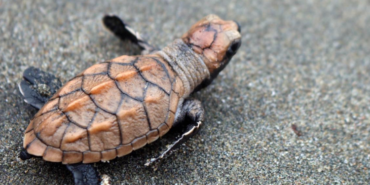 Conap llama a la protección de las tortugas marinas y sus huevos. (Foto: Conap)