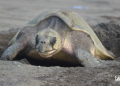 Conap llama a la protección de las tortugas marinas y sus huevos. (Fotos: Conap)
