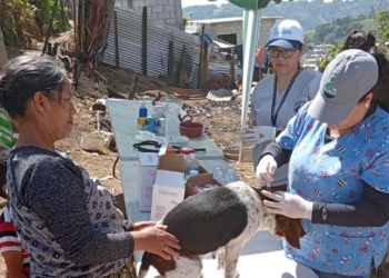 Esta atención fue clave para garantizar la salud de las mascotas y animales productivos. / Foto: MAGA.