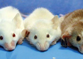 Edición genética corrige en ratones mutaciones que causan una enfermedad ultrarrara