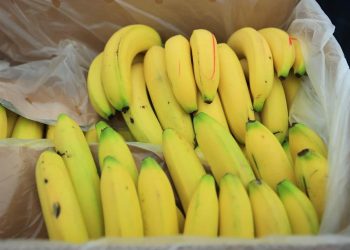 El hongo fusarium representa una amenaza para la producción de banano en Guatemala y la región. / Foto: MAGA.