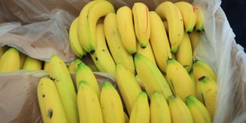 El hongo fusarium representa una amenaza para la producción de banano en Guatemala y la región. / Foto: MAGA.