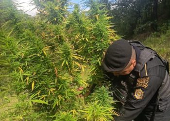 PNC erradica plantación de marihuana valorada en más de 900 mil quetzales