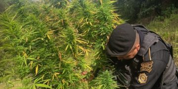 PNC erradica plantación de marihuana valorada en más de 900 mil quetzales