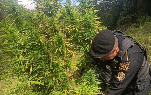PNC erradica plantación de marihuana valorada en más de 900 mil quetzales