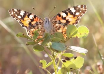 Algunas mariposas pueden oler a otras de la misma especie e identificarse entre sí