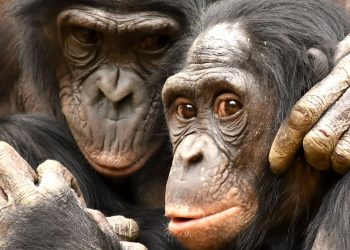 El macho alfa no siempre manda, al menos entre los primates