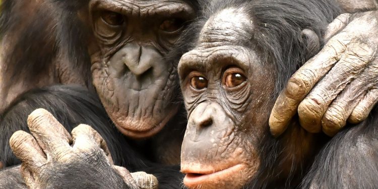 El macho alfa no siempre manda, al menos entre los primates