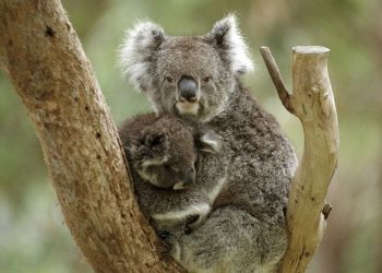 Los koalas solo pasan 10 minutos al día en el suelo, y es cuando la mayoría muere
