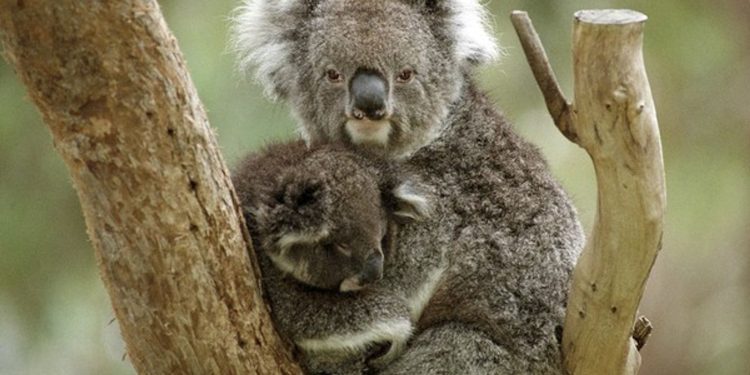 Los koalas solo pasan 10 minutos al día en el suelo, y es cuando la mayoría muere