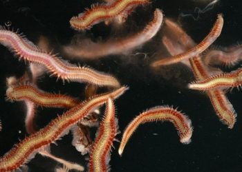 Descubren vida marina a casi 10 kilómetros de profundidad