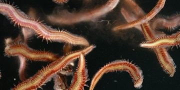 Descubren vida marina a casi 10 kilómetros de profundidad