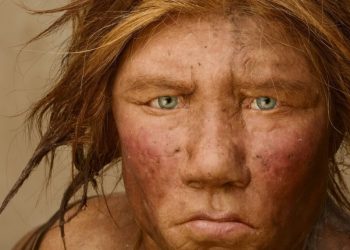 Los neandertales crearon las primeras “fábricas de grasa” hace 125 mil años