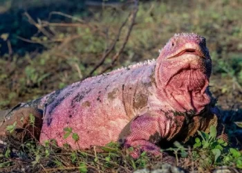 Hallan en Galápagos a dos crías de iguana rosada, especie en peligro crítico de extinción