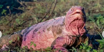 Hallan en Galápagos a dos crías de iguana rosada, especie en peligro crítico de extinción