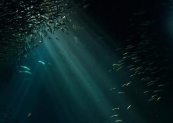 Si especies de peces tan abundantes pueden desaparecer, muchas otras también están en riesgo, advirte investigador.