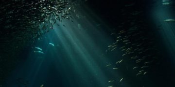 Si especies de peces tan abundantes pueden desaparecer, muchas otras también están en riesgo, advirte investigador.