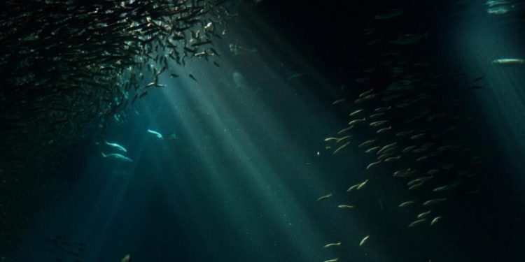 Si especies de peces tan abundantes pueden desaparecer, muchas otras también están en riesgo, advirte investigador.