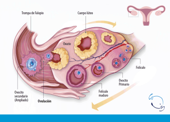 Olores segregados por las mujeres durante la ovulación podrían hacerlas más atractivas