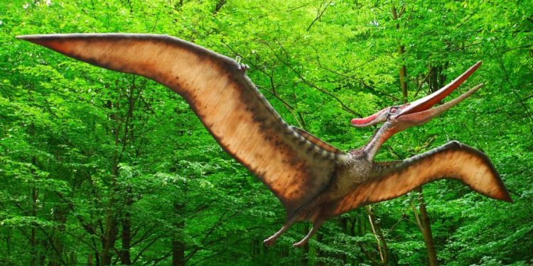 Hallan un pterosaurio en Arizona, el reptil alado más antiguo conocido en Norteamérica