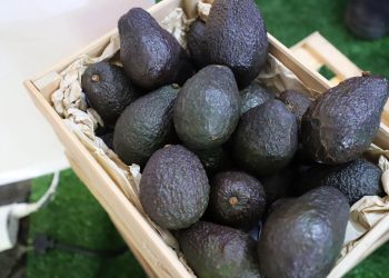 Actualmente, el sector nacional de aguacate contribuye con más de 6 mil 500 empleos directos e indirectos, con gran presencia en zonas rurales del país. / Foto: MAGA.