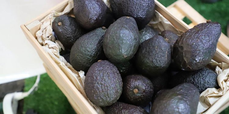 Actualmente, el sector nacional de aguacate contribuye con más de 6 mil 500 empleos directos e indirectos, con gran presencia en zonas rurales del país. / Foto: MAGA.