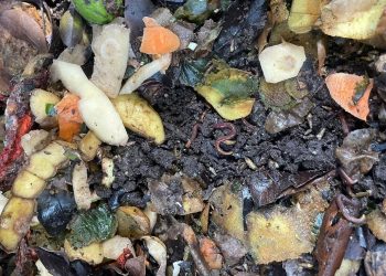 Uno de los temas centrales de la capacitación fue la elaboración del bocashi, un fertilizante orgánico que se produce mediante la fermentación controlada de materiales orgánicos. / Foto: MAGA