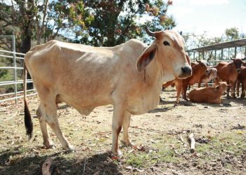 A través del MAGA, el país ha impulsado iniciativas que fortalecen este sector con una visión integral y sostenible. / Foto MAGA
