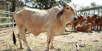 A través del MAGA, el país ha impulsado iniciativas que fortalecen este sector con una visión integral y sostenible. / Foto MAGA