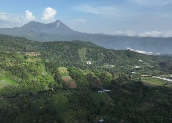 El MAGA continuará con el monitoreo permanente de las condiciones climáticas y productivas. / Foto: MAGA.