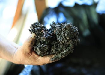 El uso de abonos orgánicos representa un compromiso con el medio ambiente. / Foto: MAGA