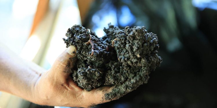 El uso de abonos orgánicos representa un compromiso con el medio ambiente. / Foto: MAGA