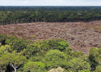 Imagen del 28 de noviembre de 2013 de árboles talados en la selva amazónica (Brasil). Foto: Archivo EFE.