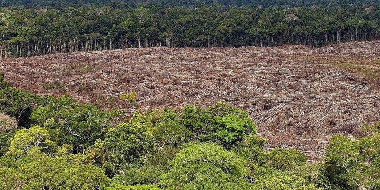 Imagen del 28 de noviembre de 2013 de árboles talados en la selva amazónica (Brasil). Foto: Archivo EFE.