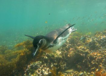 Pingüino de Galápagos. / Foto: Parque Nacional Galápagos.